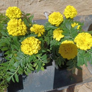 African Marigold plant in Portales, New Mexico