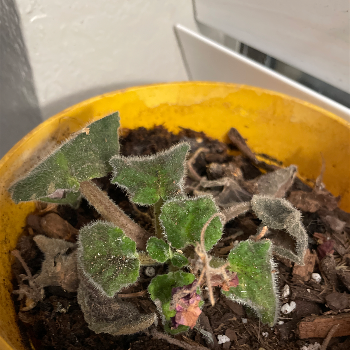 Photo of the plant species Star Milkvine by @PoetRosea named Viola on Greg, the plant care app