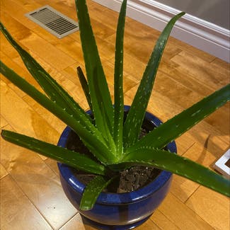 Aloe vera plant in Hamilton, Ontario