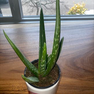 Aloe vera plant in Hamilton, Ontario