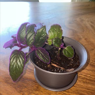 Purple Velvet Plant plant in Hamilton, Ontario