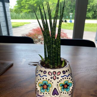 Cylindrical Snake Plant plant in Hamilton, Ontario