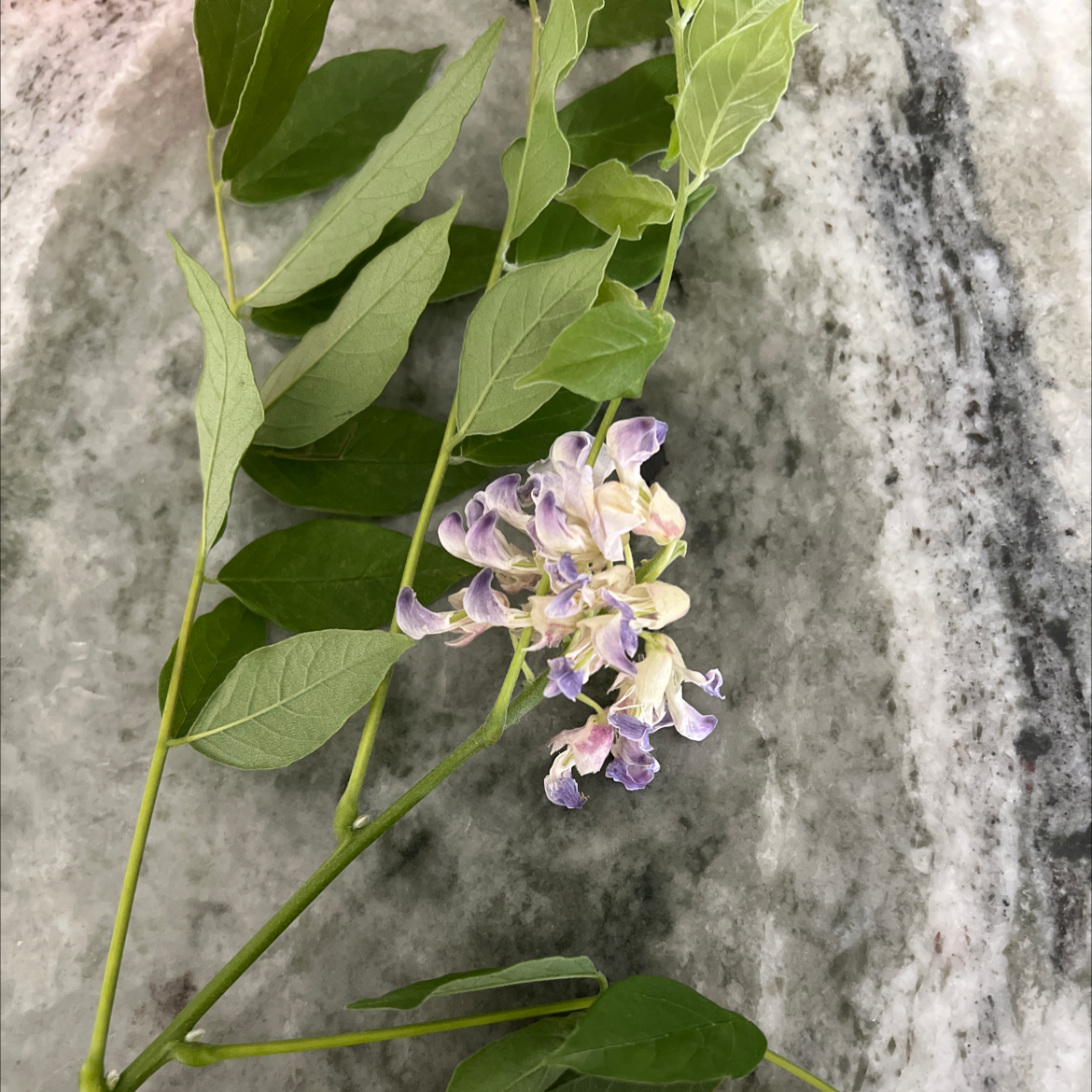 Sprig of Chinese Wisteria with green leaves and purple-white flowers.