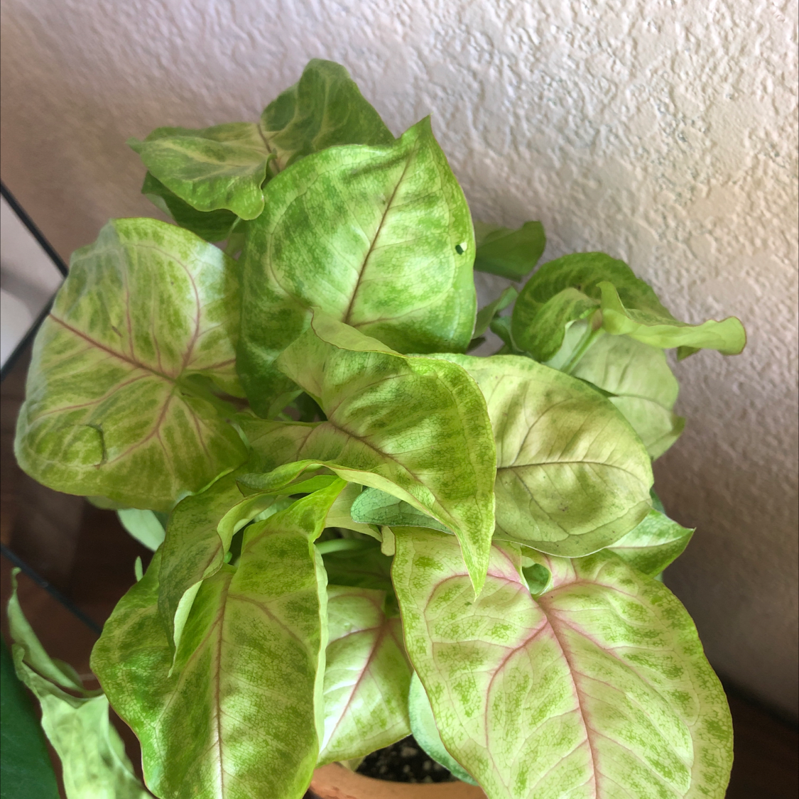 Syngonium 'Gold Allusion' plant with vibrant green and pink-tinged leaves in a pot.