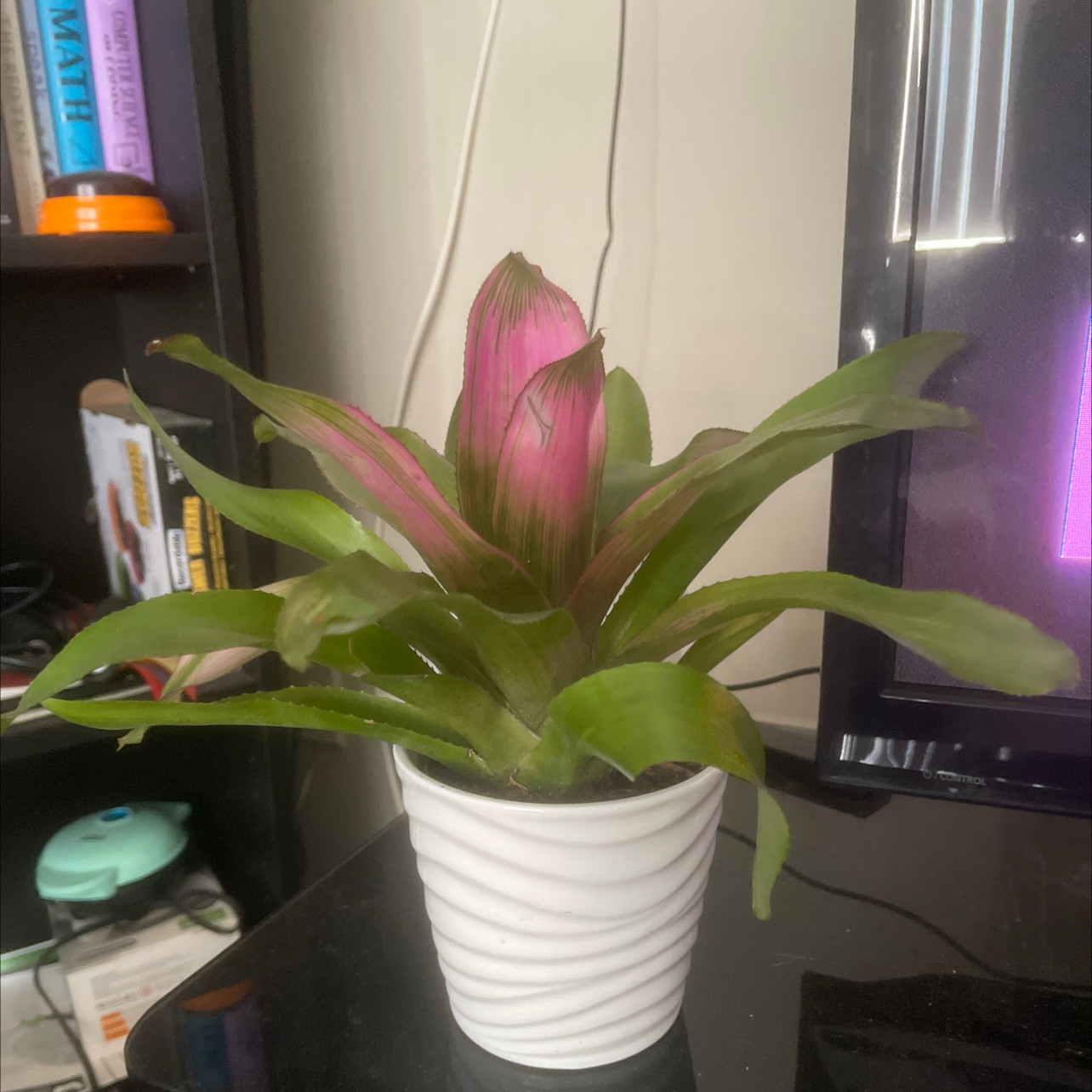 Photo of the plant species Neoregelia 'Pink Sensation' by @EagerIcarus named Starfire on Greg, the plant care app
