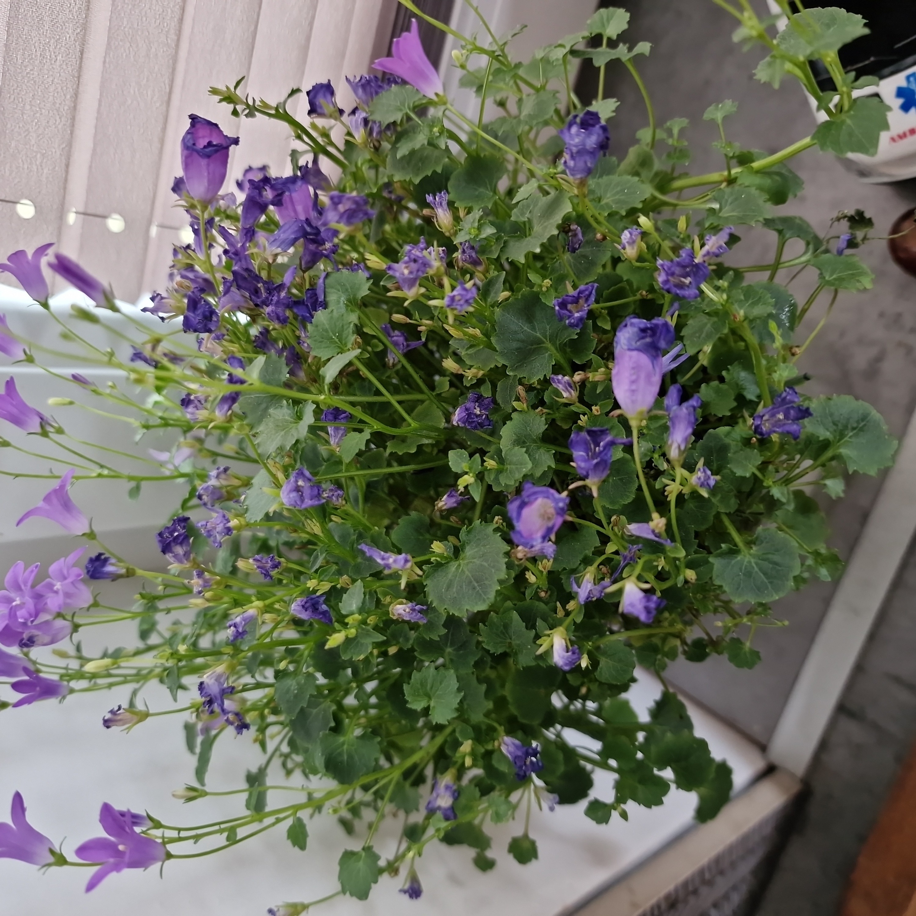 Peach-Leaf Bellflower with numerous purple flowers and green leaves.