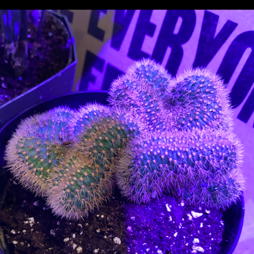 Golden Rat Tail cactus in a pot with visible soil, well-framed and healthy.
