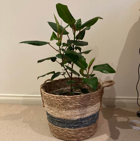 Photo of the plant species Ficus Macrophylla by Sirpokaka named Mort on Greg, the plant care app