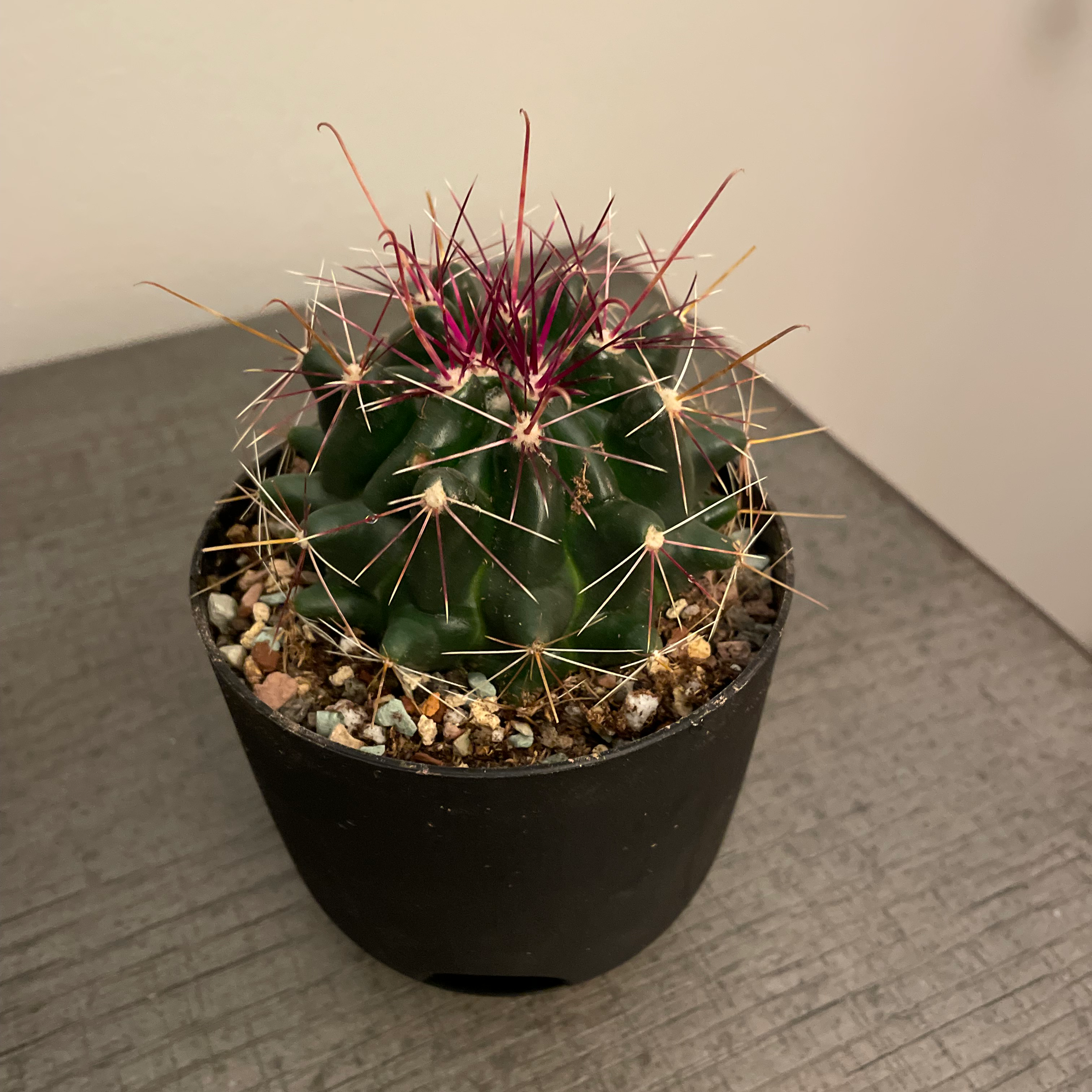 Candy barrel cactus in a black pot with visible soil, well-framed and in focus.