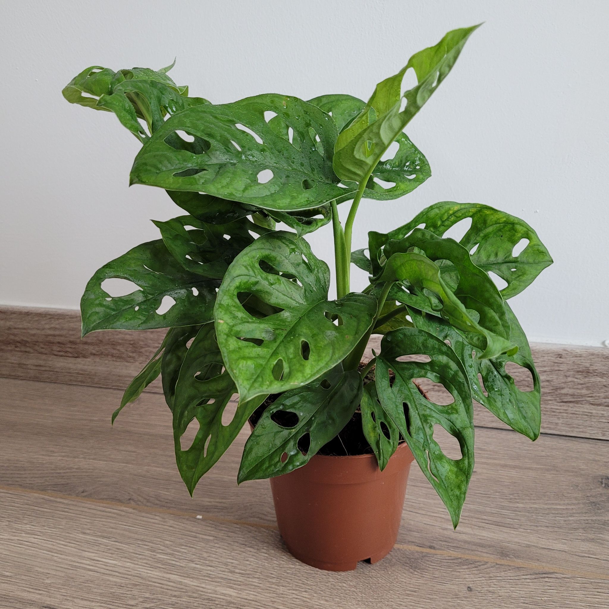 Photo of the plant species Swiss Cheese Vine by @ikiboo named Cheese Boy on Greg, the plant care app