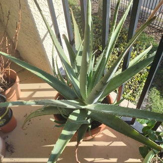 Aloe vera plant in Fort Myers, Florida