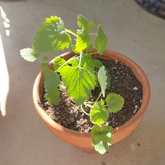 Catnip plant in Fort Myers, Florida