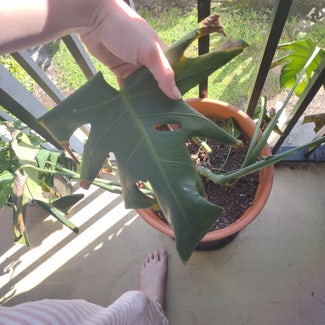 Monstera plant in Fort Myers, Florida