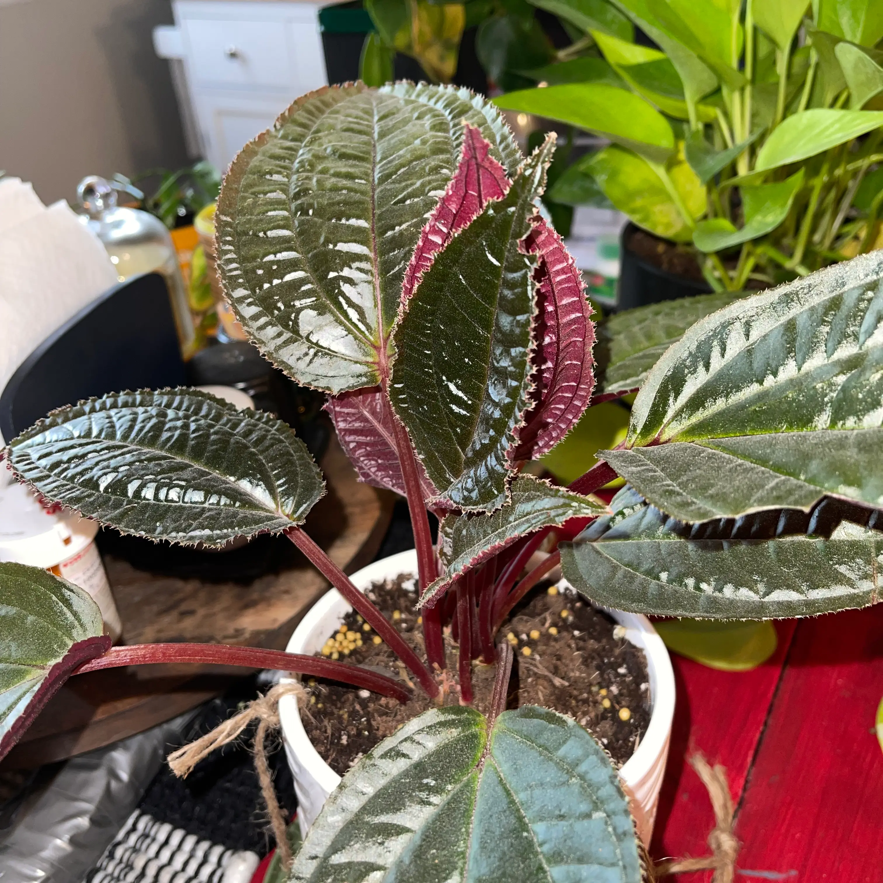 Photo of the plant species Monolena primuliflora 'Midnight Glory' by @DeliciousChilli named Delilah on Greg, the plant care app
