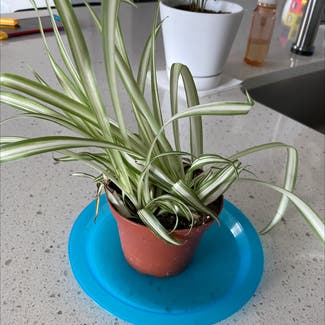 Spider Plant plant in Bluffdale, Utah
