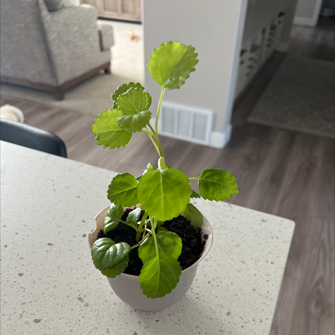A healthy Swedish Ivy plant in a small pot with green, serrated leaves.