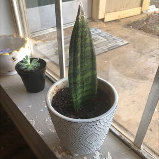 Snake Plant plant in Nacogdoches, Texas