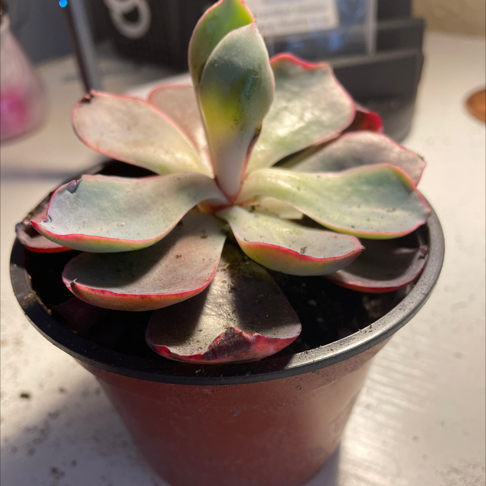 Echeveria 'Morning Beauty' succulent in a small pot with some leaf discoloration.
