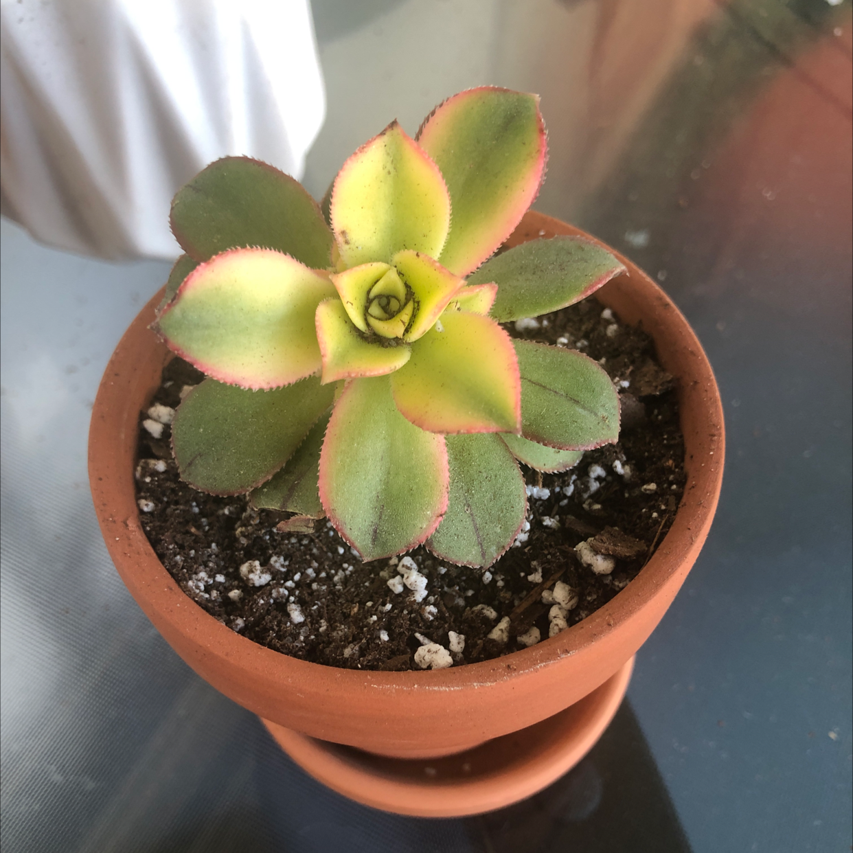 Potted Aeonium 'Kiwi' plant with green leaves, yellow centers, and pink edges.