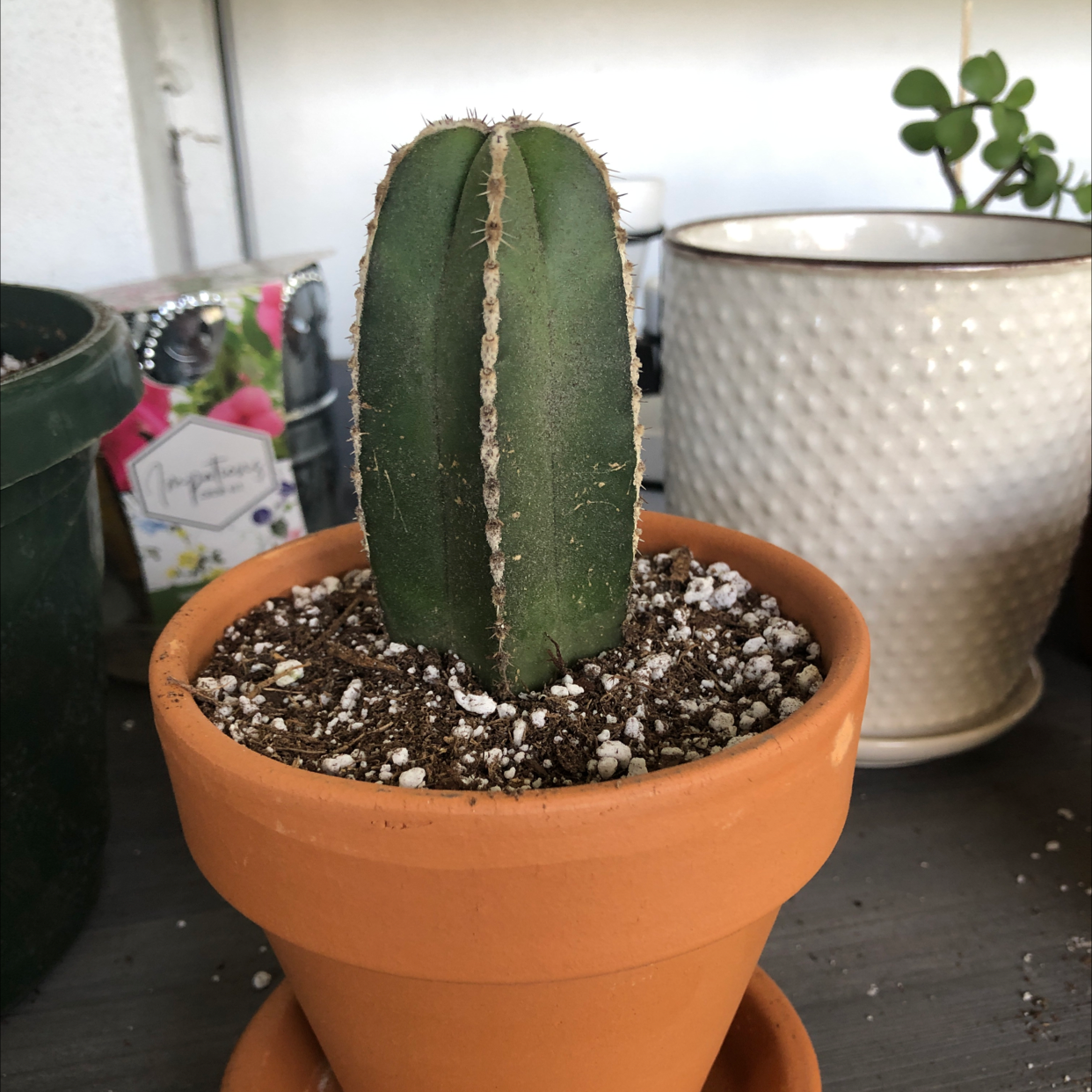 Photo of the plant species Mexican Fence Post Cactus by @Kfab named Chulo on Greg, the plant care app