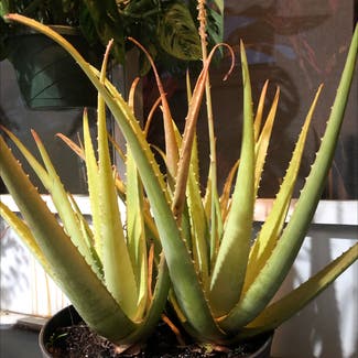 Aloe vera plant in Delray Beach, Florida