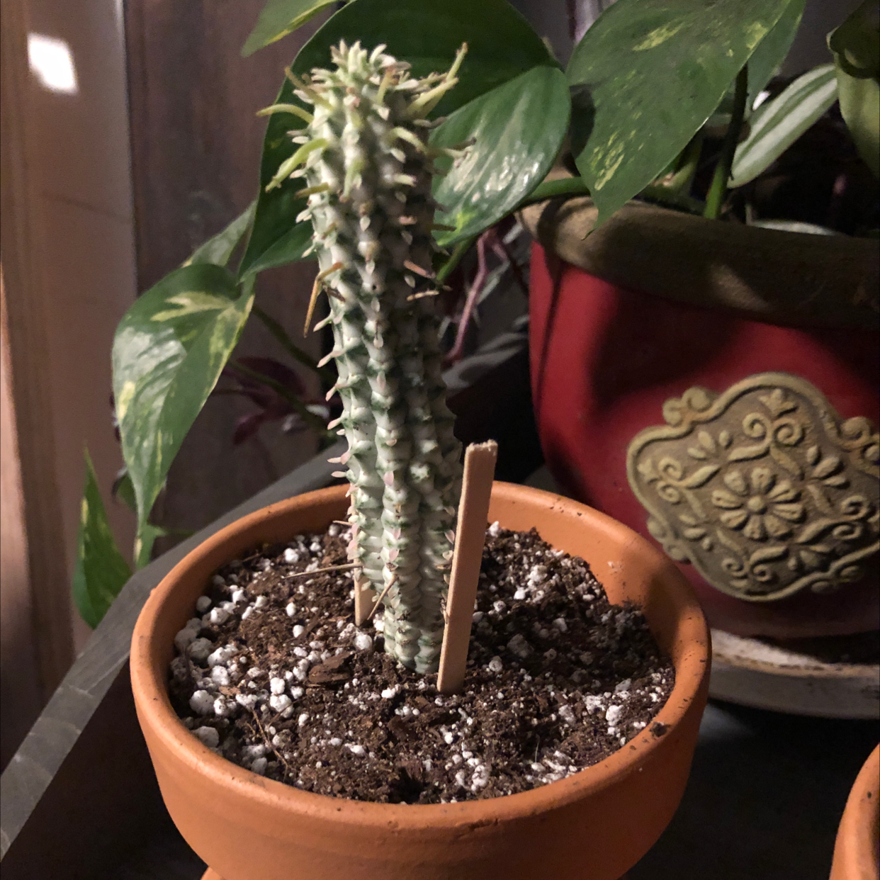 Corncob Cactus in a terracotta pot with visible soil and a healthy appearance.