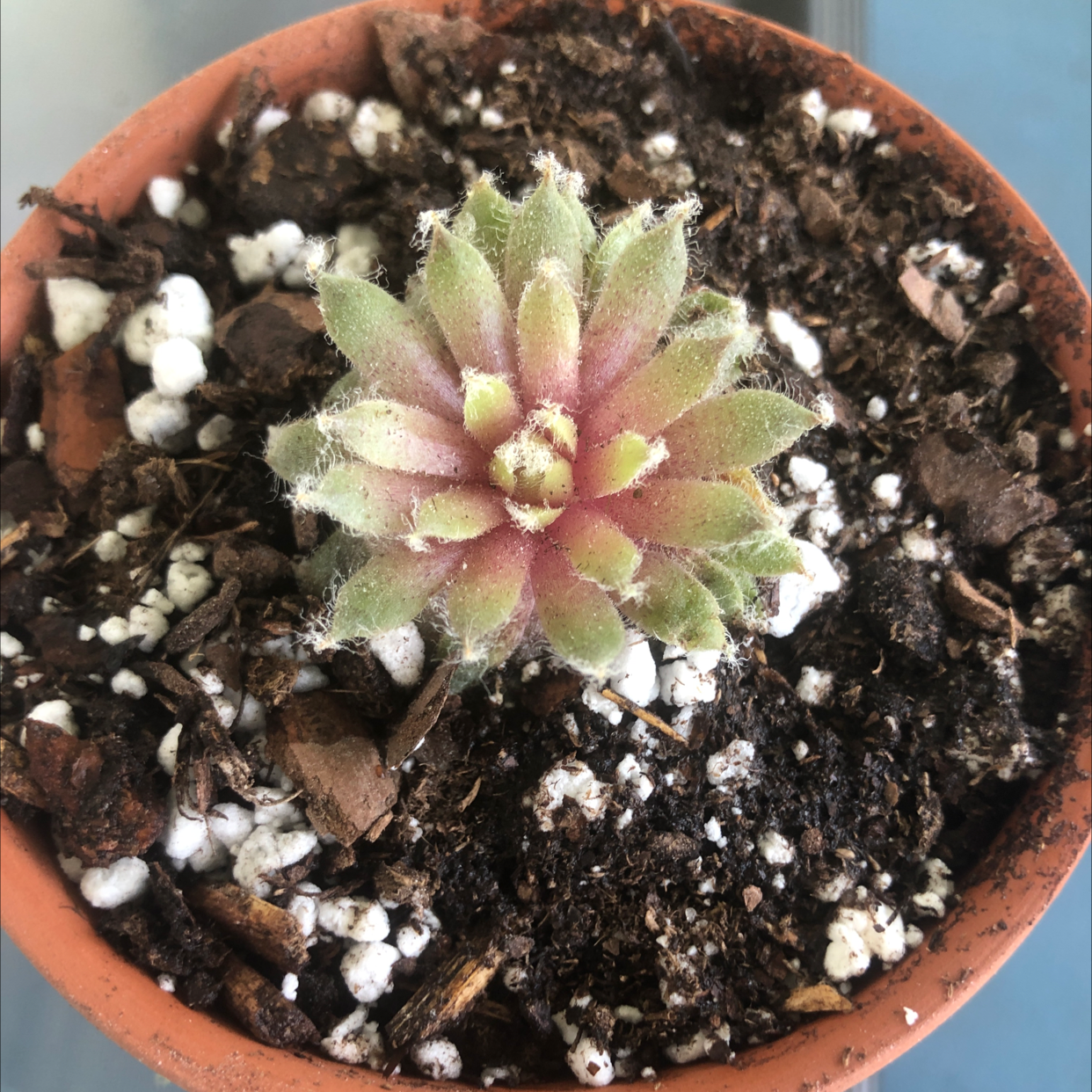 Cobweb Hens and Chicks plant in a small pot with visible soil.