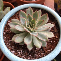 Echeveria 'Orion' plant