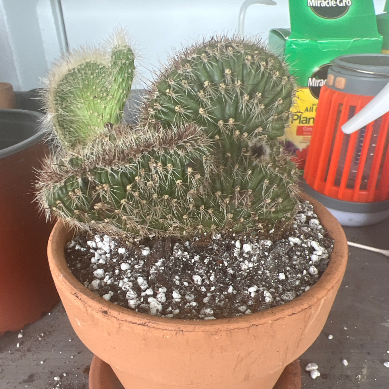 Photo of the plant species Stenocereus hollianus cristata by @Kfab named Mac  A-roon on Greg, the plant care app