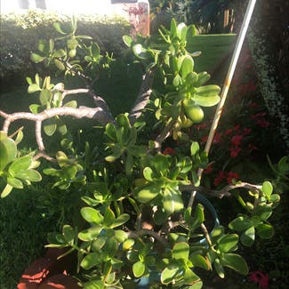 Jade plant in Delray Beach, Florida