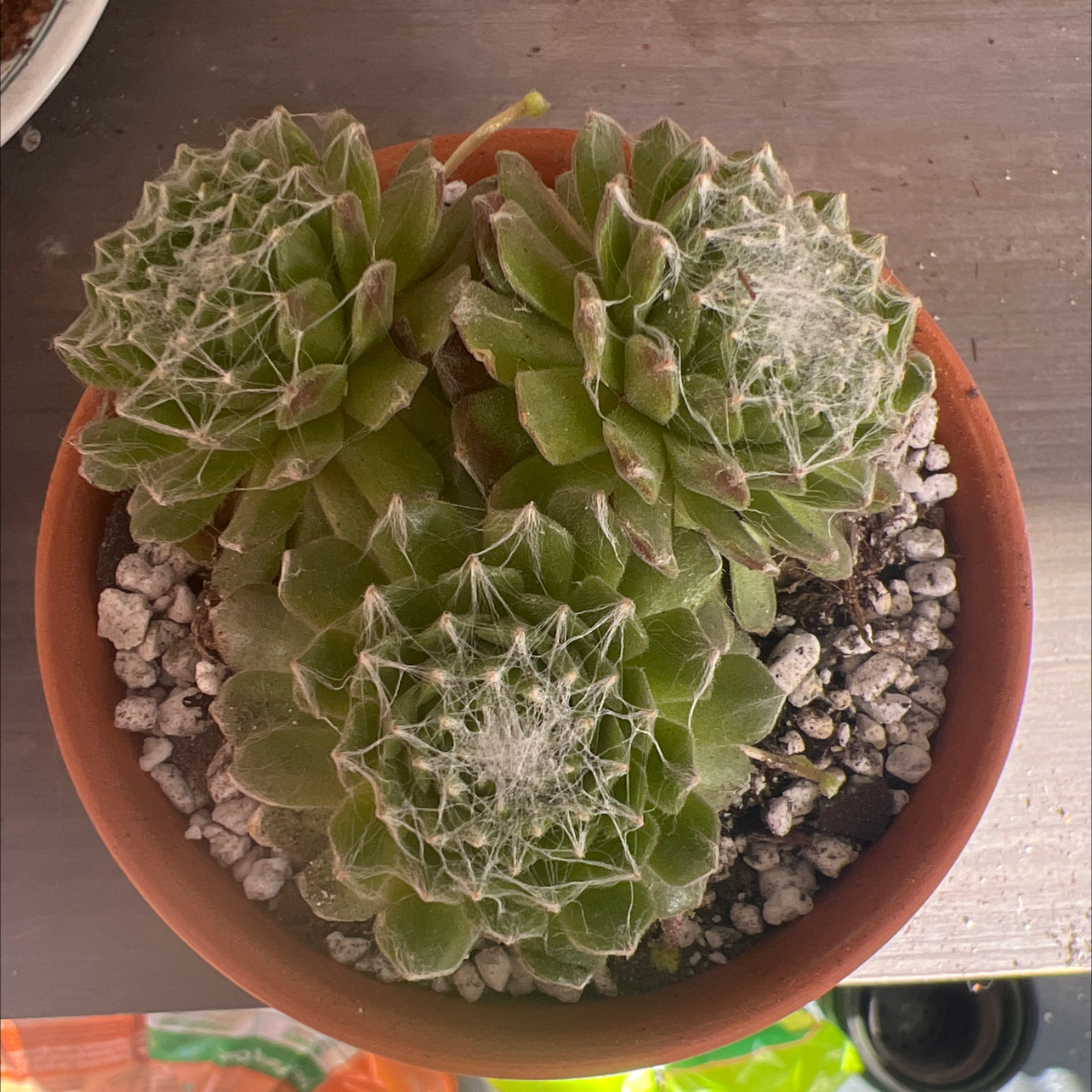 Cobweb Hens and Chicks plant in a pot with visible web-like structures on rosettes.