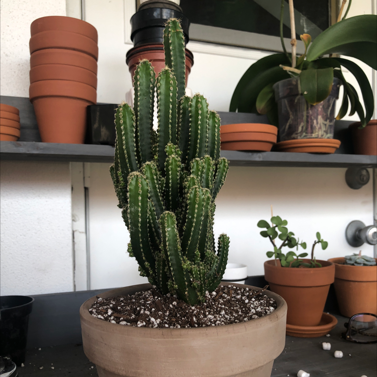 Fairy Castle Cactus in a pot on a shelf with other potted plants.