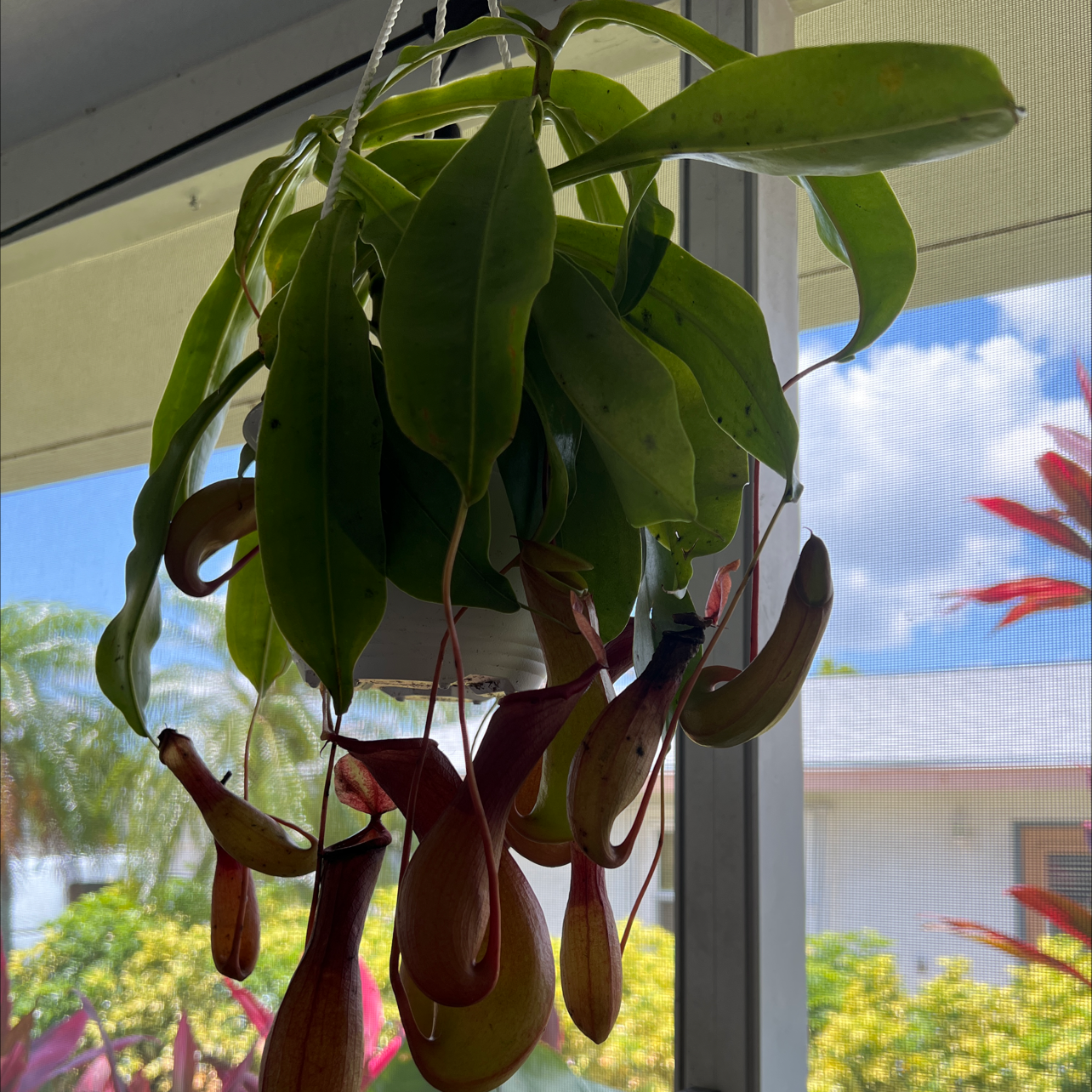Tropical Pitcher Plant hanging indoors with vibrant green leaves and several pitcher structures.