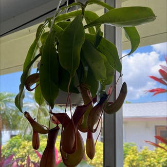 Tropical Pitcher Plant plant in Delray Beach, Florida