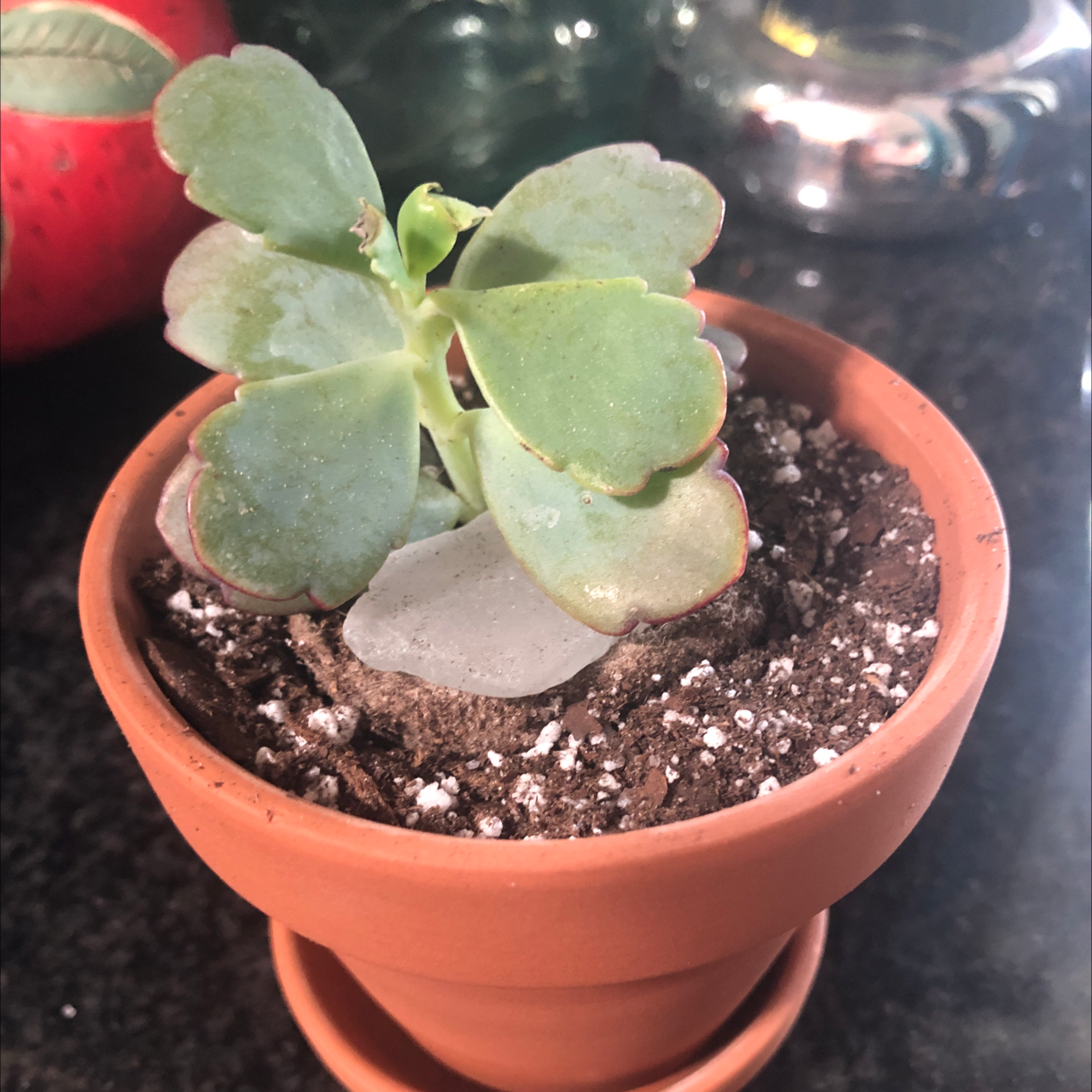 Marnier's Kalanchoe plant in a terracotta pot with well-drained soil.