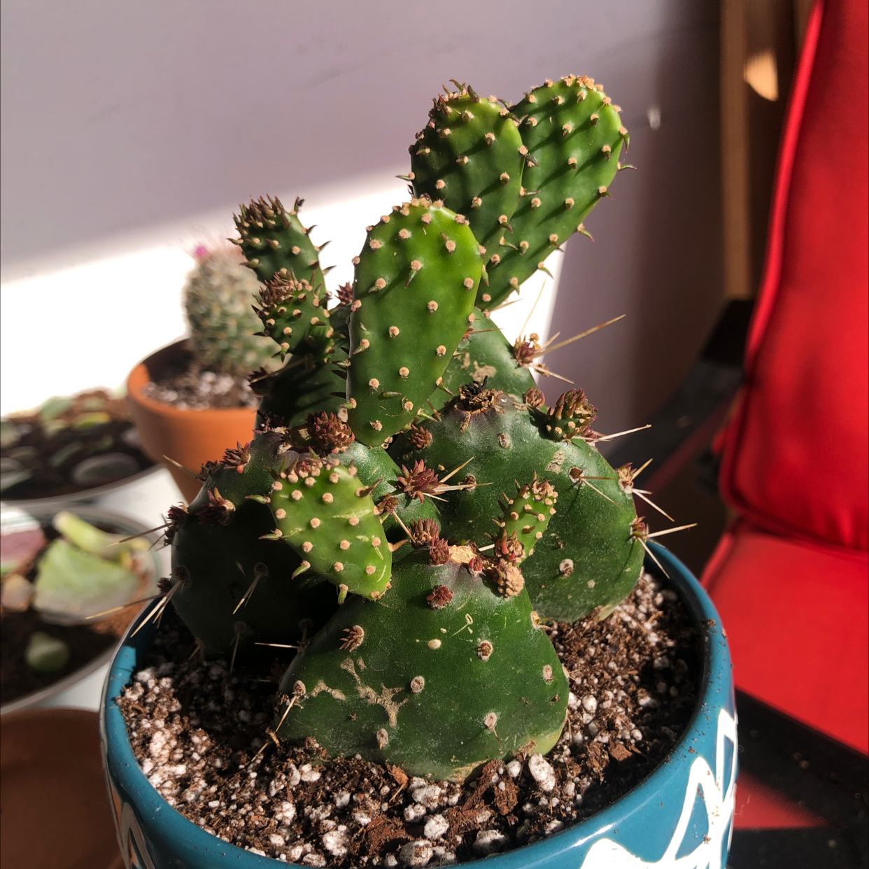Bakersfield Beavertail Cactus in a pot with visible soil, well-framed and in focus.