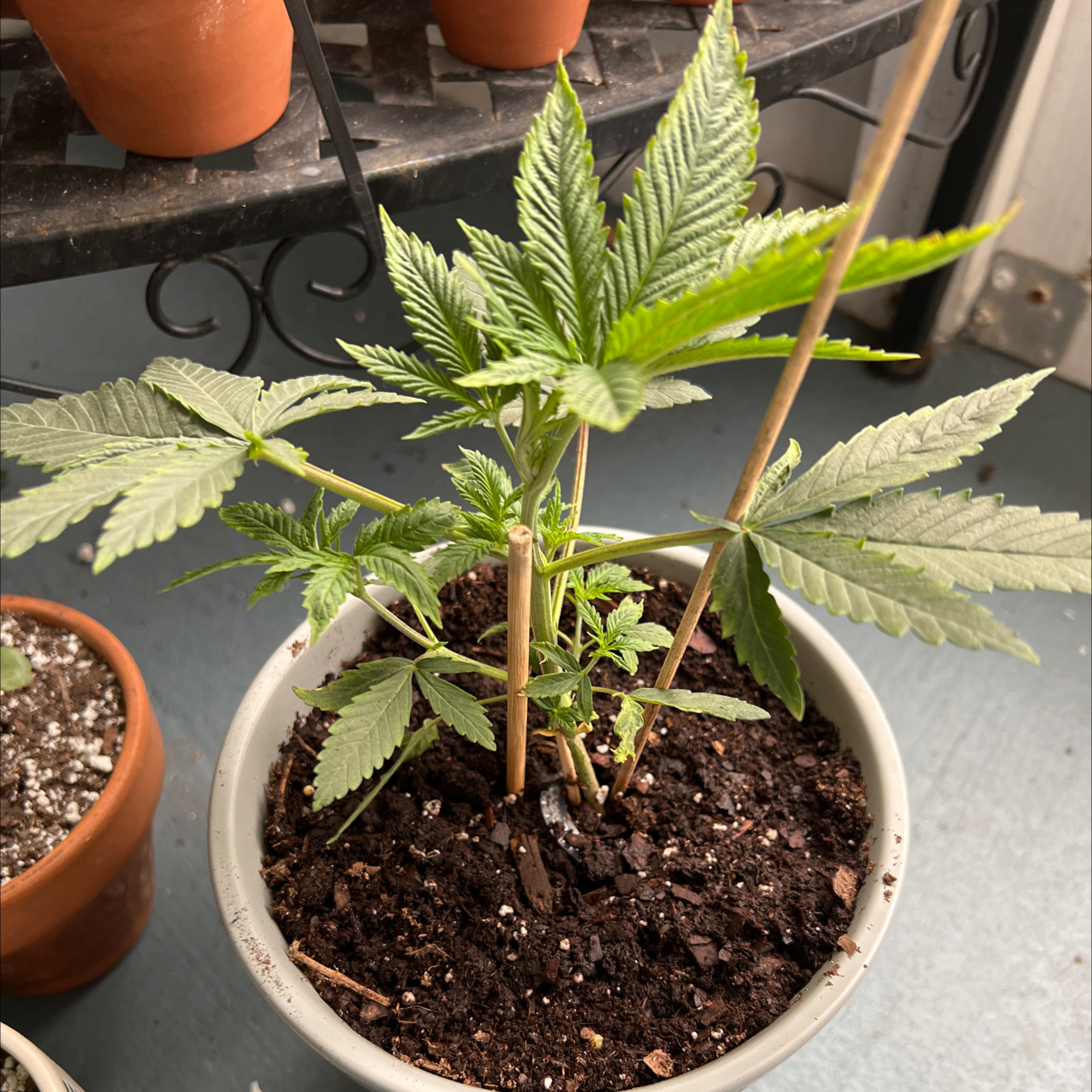Young marijuana plant in a pot with healthy green leaves and wooden stakes for support.