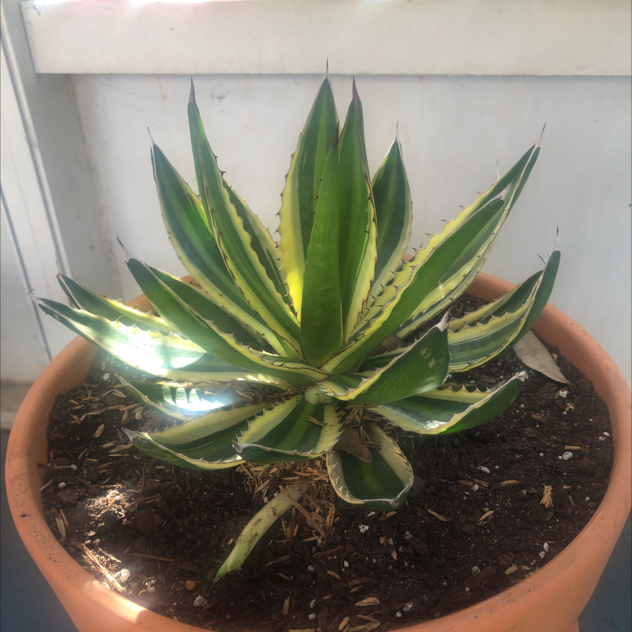Photo of the plant species Thorn-Crested Century Plant by @Kfab named Valyria on Greg, the plant care app