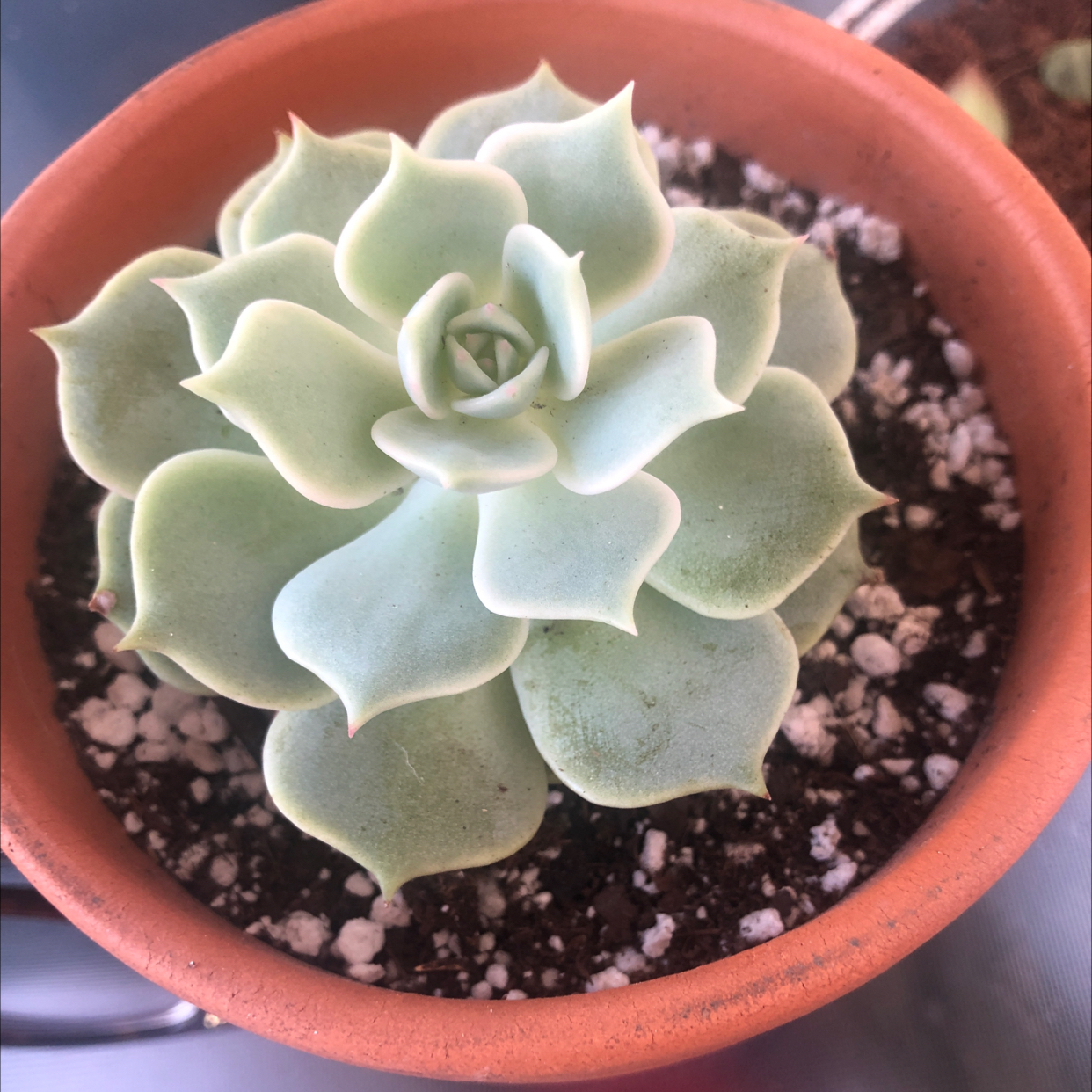 Photo of the plant species Echeveria 'Lola' by @Kfab named Cecelia on Greg, the plant care app