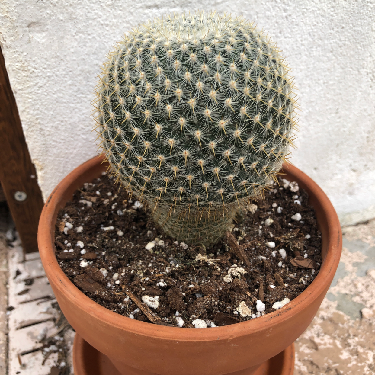 A healthy Twin Spined Cactus in a terracotta pot with visible soil.