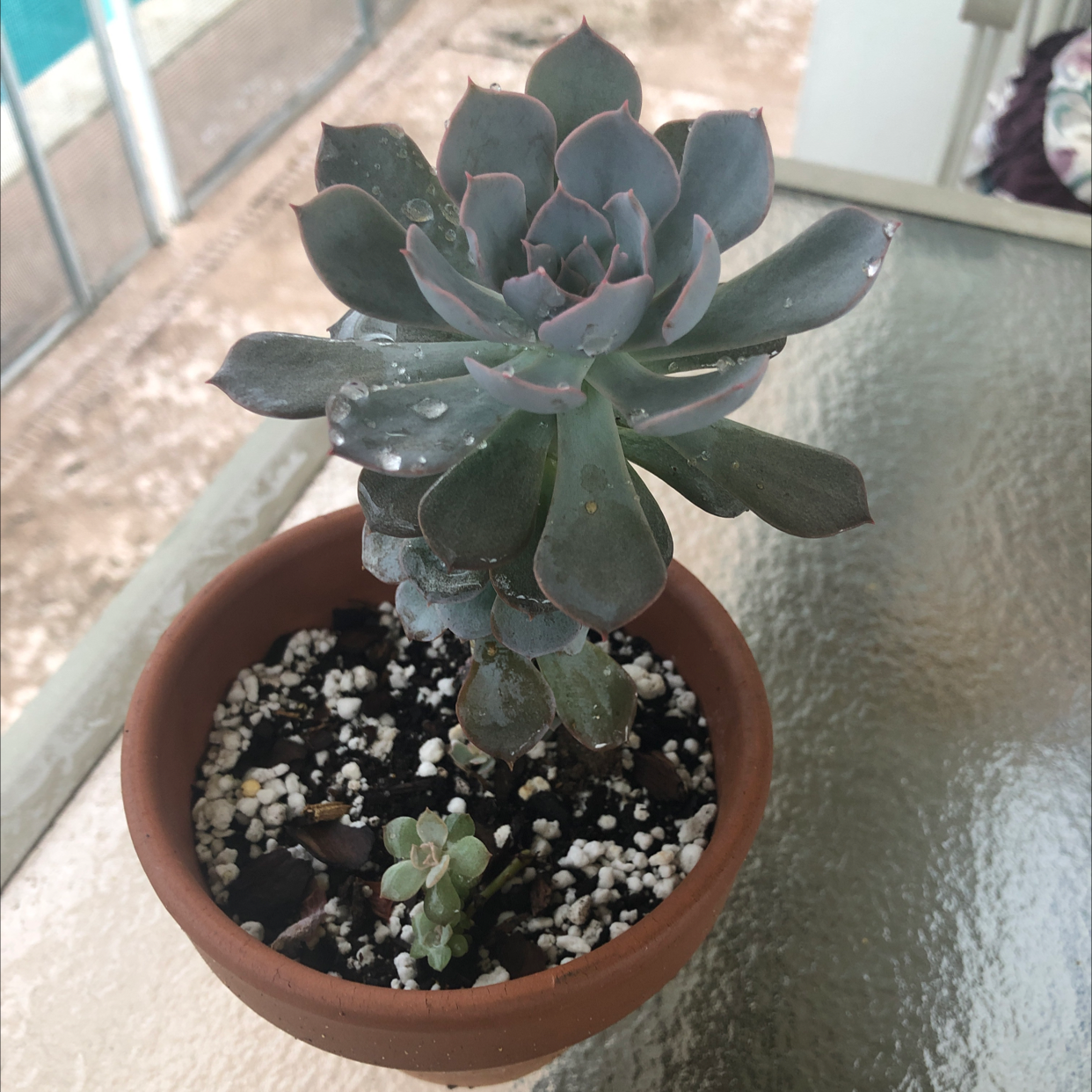 Chalk Dudleya plant in a terracotta pot with visible soil and perlite.