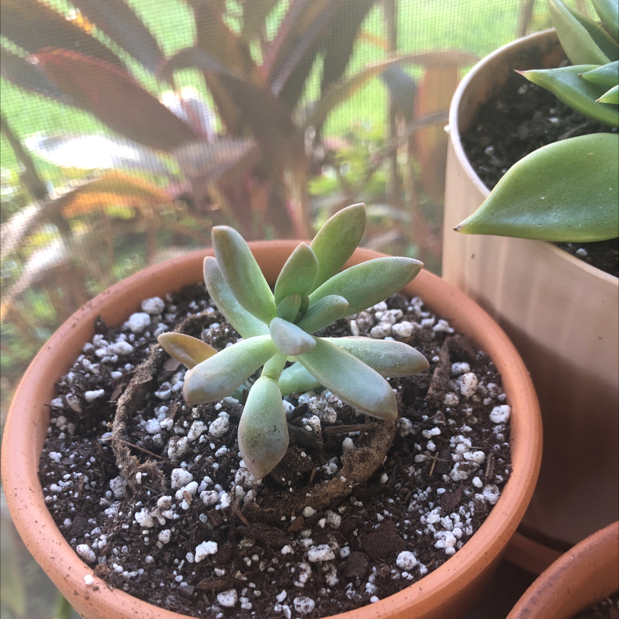 Graptosedum 'Darley Sunshine' succulent in a terracotta pot with visible soil.