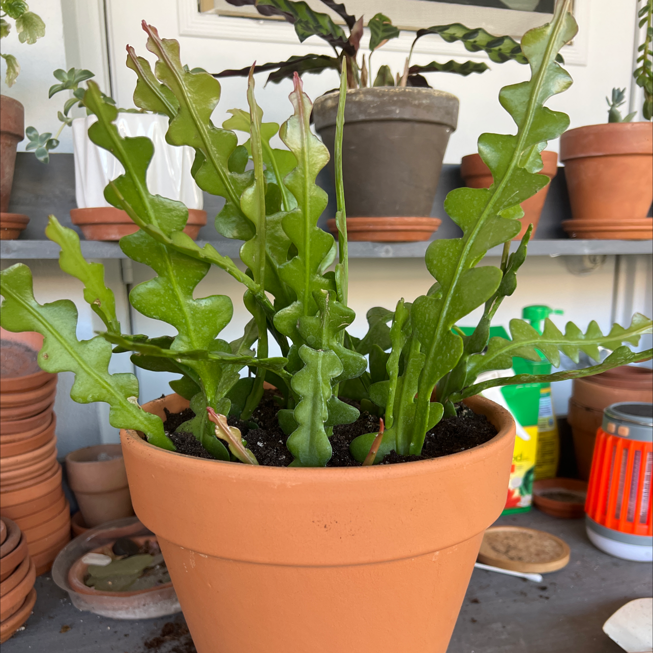 Fishbone Cactus in a terracotta pot with other potted plants and gardening supplies in the background.