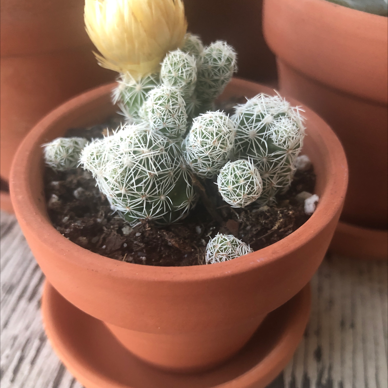 Photo of the plant species Thimble Cactus by @Kfab named Booberry on Greg, the plant care app