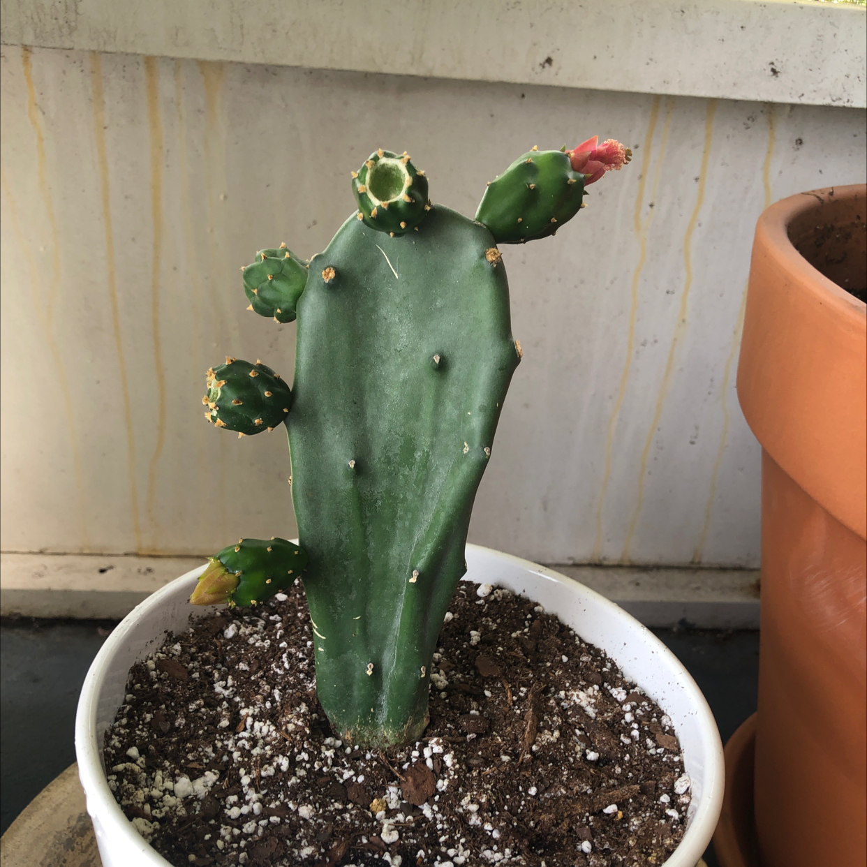🌵 How to Get a Drooping Prickly Pear to Bloom