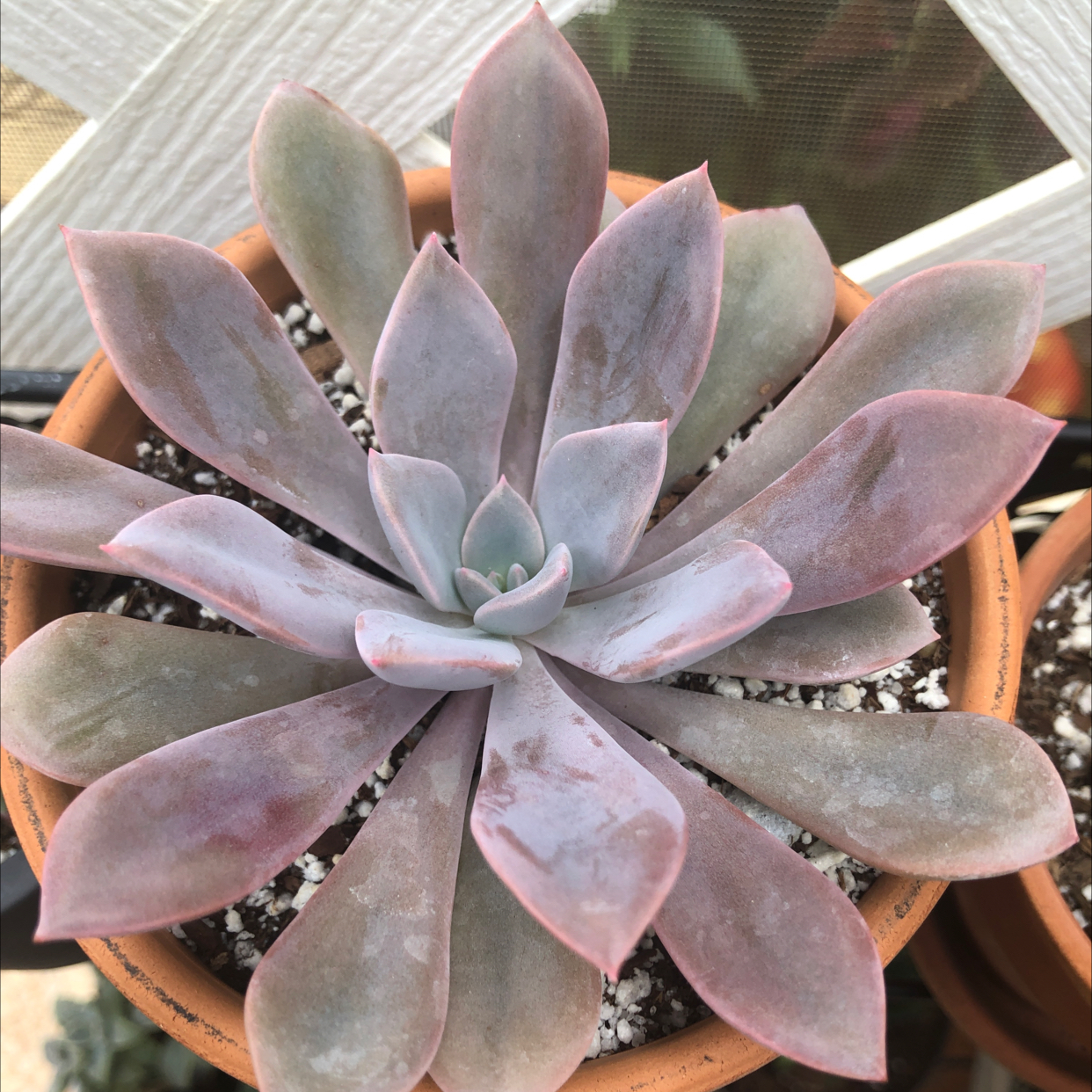 Graptoveria 'Debbie' succulent in a terracotta pot, healthy and well-framed.