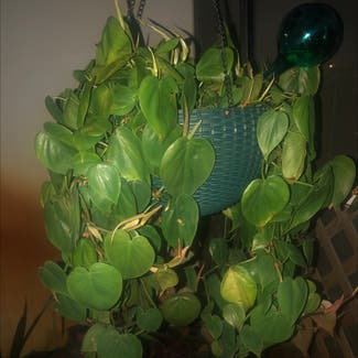 Heartleaf Philodendron plant in Delray Beach, Florida