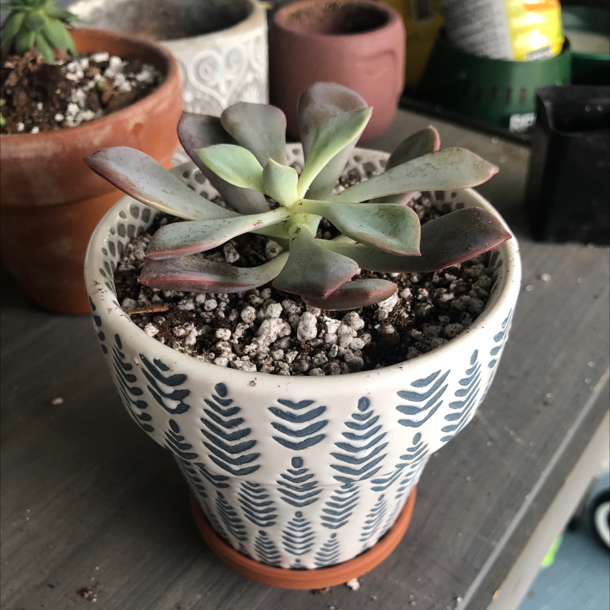 Graptoveria 'Debbie' succulent in a decorative pot with visible soil.