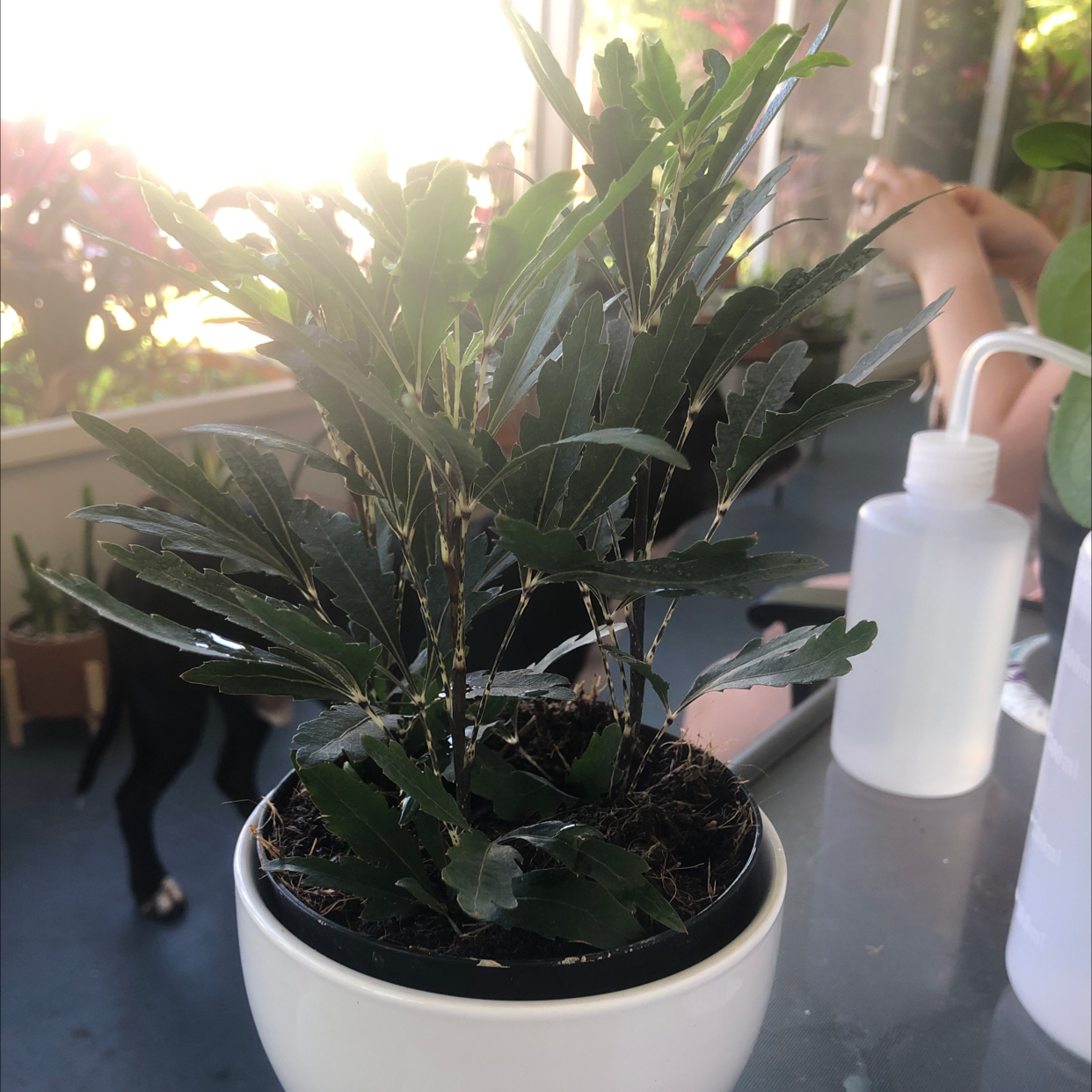 Photo of the plant species Schefflera Elegantissima by @Kfab named Twiggy on Greg, the plant care app