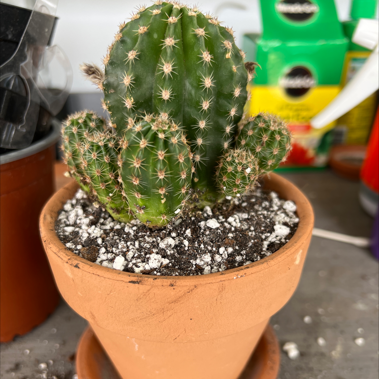 Little Nipple Cactus in a terracotta pot with visible soil.